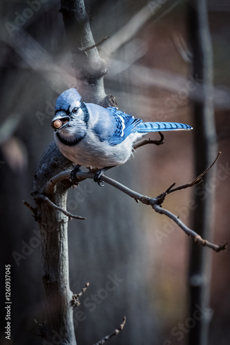Obraz na płótnie Blue Jay w salonie