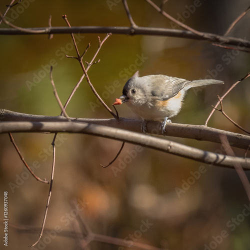 Obraz na płótnie Tufted Titmouse. w salonie