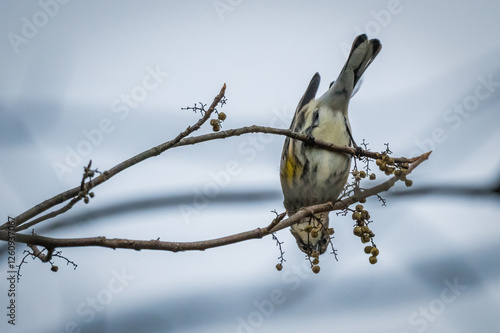 Obraz na płótnie Myrtle Warbler. w salonie