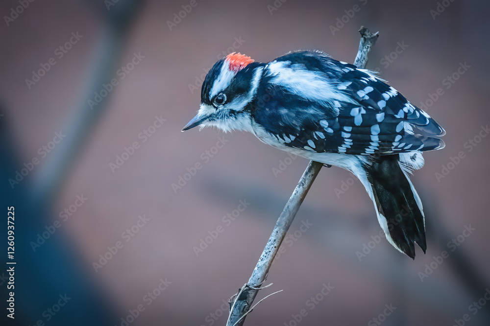 Woodpecker