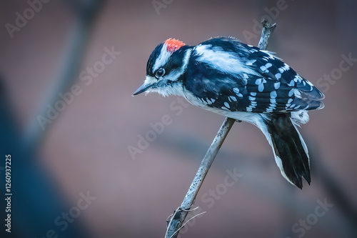 Obraz na płótnie Woodpecker w salonie