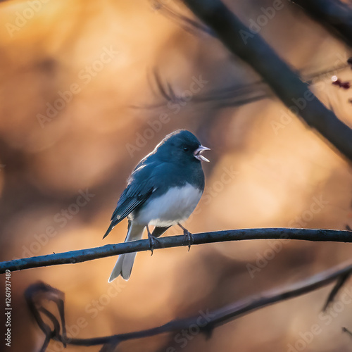 Obraz na płótnie Dark-Eyed Junco w salonie