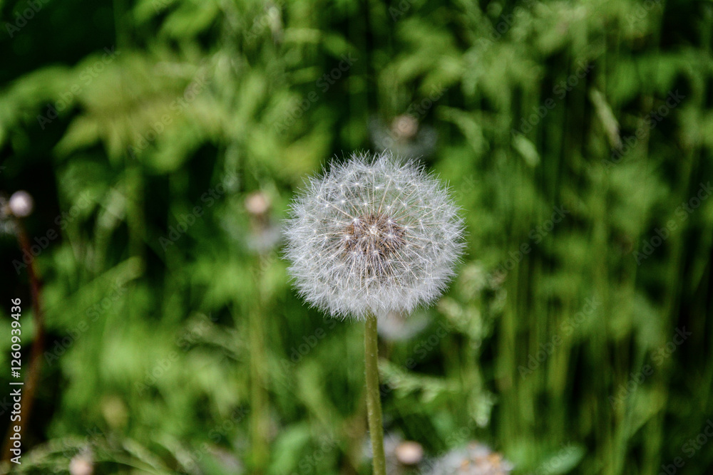 macro of dandelion on grass background macro of dandelion on grass background