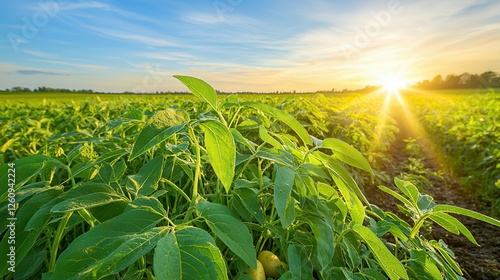 potato hand picking organic harvest. Lush green field at sunrise with dew-covered plants.