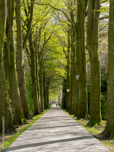 Path tree lined avenue