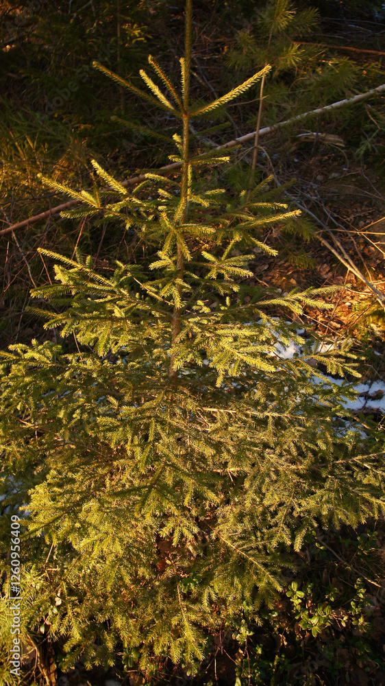 Fototapeta premium Pine tree