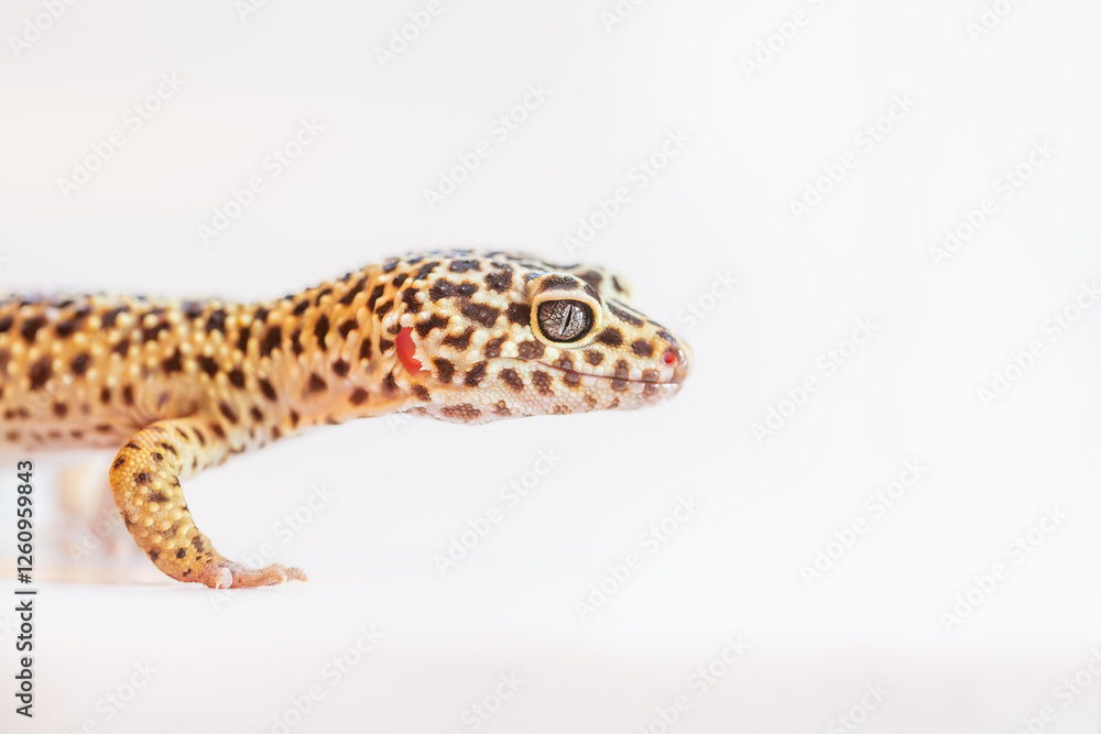 Naklejka premium Yellow leopard gecko studio shot on white