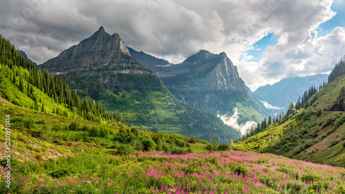 Fototapeta Naklejka Na Ścianę i Meble -  Wild flowers on the Going to the Sun Road in Glacier National Park - Paradise Meadow Overlook	