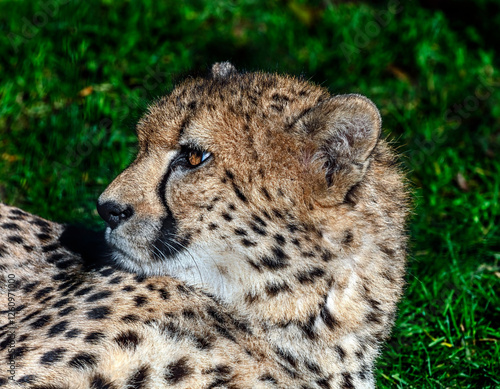 Cheetah`s head. Latin name - Acinonyx jubatus	
 photo