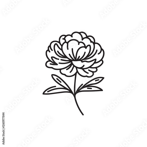 Vector illustration of a peony on a white background.