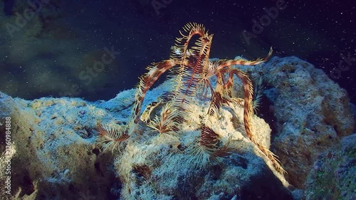 Wallpaper Mural The sea lily Sawtoothed Feather star (Oligometra serripinna) moves along the seabed using its rays. Torontodigital.ca