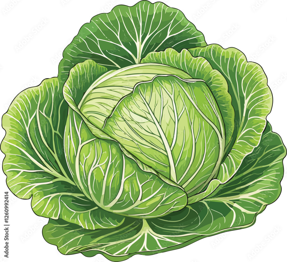 Cabbage vector design, Cabbage in white background Cabbage vector design, Cabbage in white background