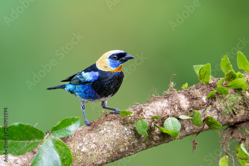 The golden-hooded tanager, Stilpnia larvata, is a medium-sized passerine bird photo