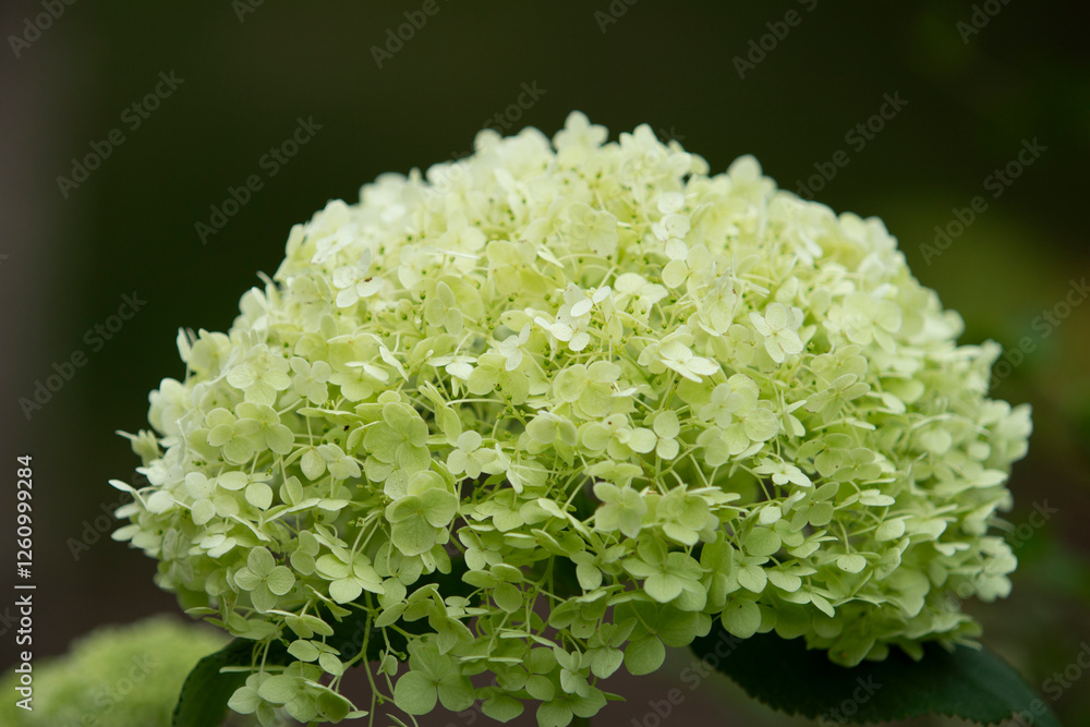 A view of a cluster of hydrangea flowers.