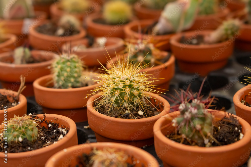 A view of a table full of a variety of small cactus plants, seen at a local nursery. A view of a table full of a variety of small cactus plants, seen at a local nursery.