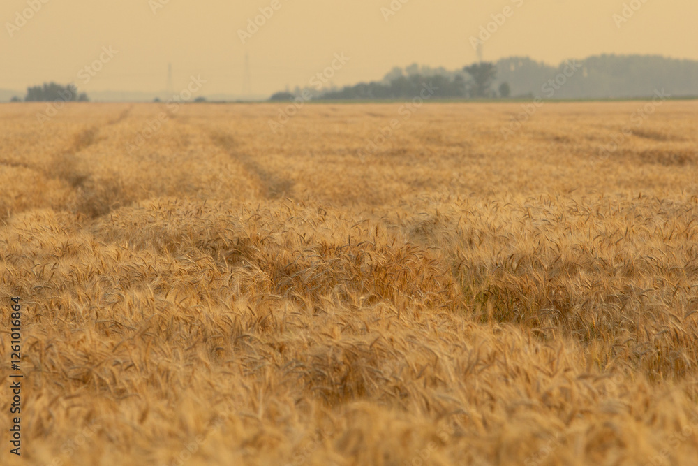 Fototapeta premium A view of a field of wheat plants, seen in Manitoba, Canada.
