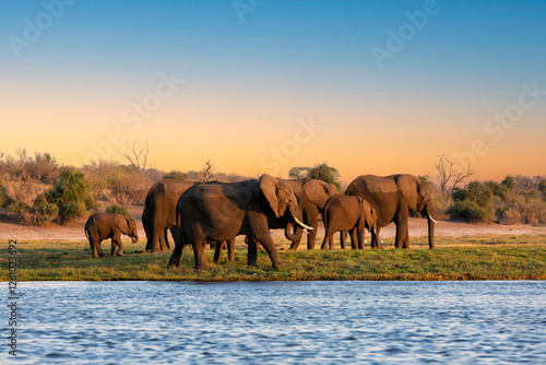 Cuadro en lienzo This fantastic sunset painted this herd of elephants who came to dring along the Chobe river in deep orange colours; this is African at its best