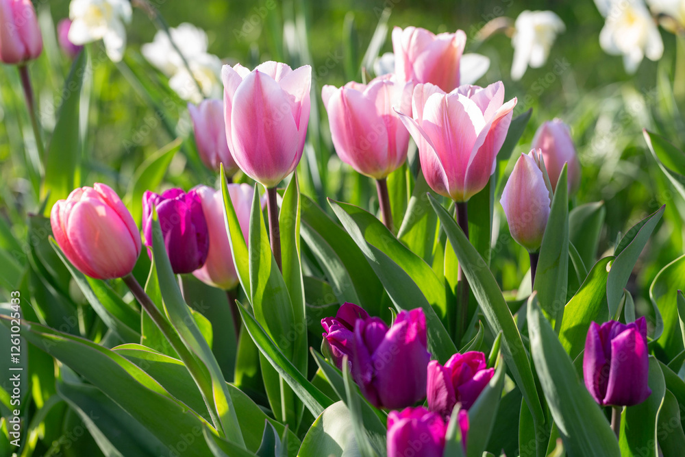 Bright pink and purple tulips basking in sunlight, surrounded by fresh green leaves, symbolize the essence of spring awakening. Vibrant tulips display captures nature s renewal and seasonal beauty Bright pink and purple tulips basking in sunlight, surrounded by fresh green leaves, symbolize the essence of spring awakening. Vibrant tulips display captures nature s renewal and seasonal beauty