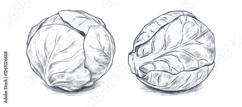 Hand-drawn sketch illustration of Brussels sprouts. Vegetable drawing. Detailed and classic design, perfect for packaging, branding, farmers markets, menus, and botanical prints.