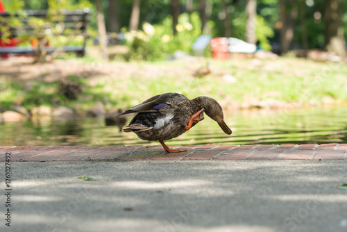female mallard duck, a common waterfowl species in North America scratches itself with its webbed feet in a public park