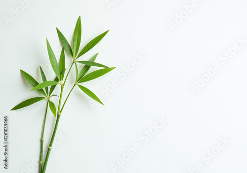 bamboo green leaves pristine white surface stand alone