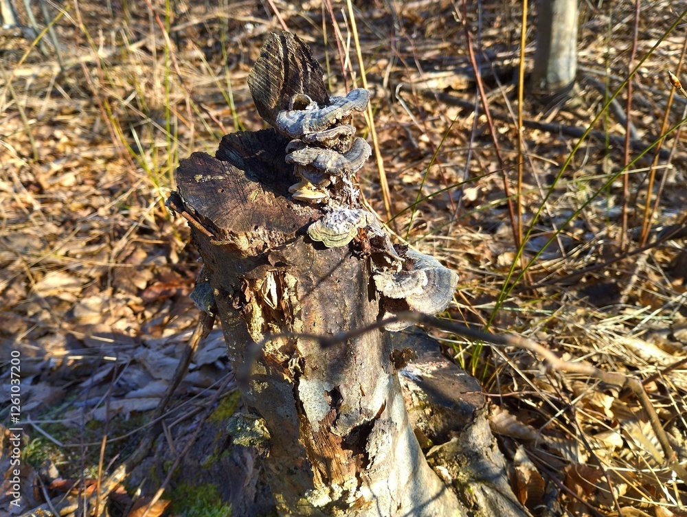 Parasite mushrooms grow comfortably on an old hornbeam stump in the forest. Natural forest background with mushrooms.