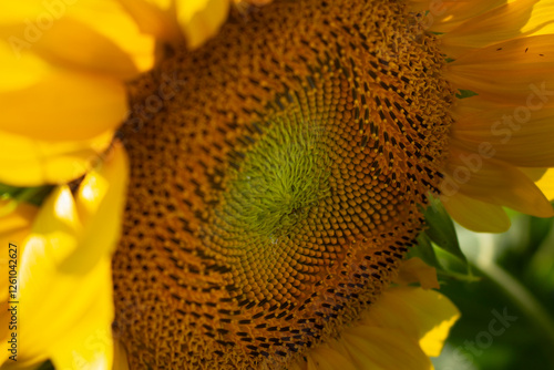 Canvastavla A closeup view of the center of a sunflower.