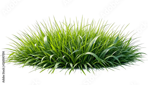 green plants grass png no background 