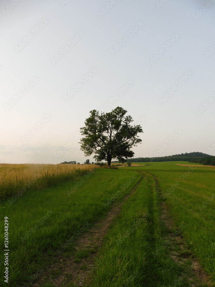 Obraz premium lonely tree on a hill