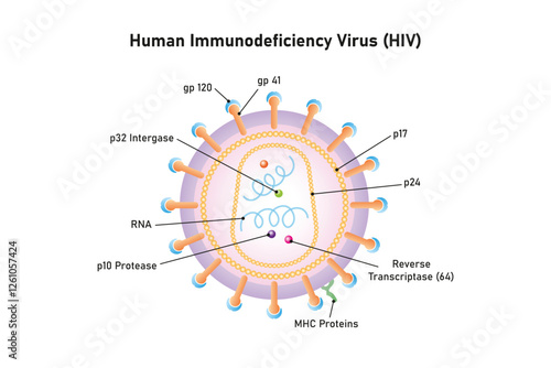 Human Immunodeficiency Virus (HIV) Structure Science Design. Vector Illustration.