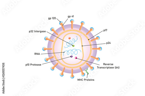 Human Immunodeficiency Virus (HIV) Structure Science Design. Vector Illustration. photo