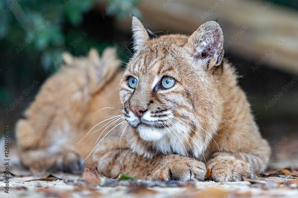 Obraz premium portrait of a lynx