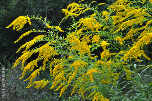 Solidago canadensis blooms in nature