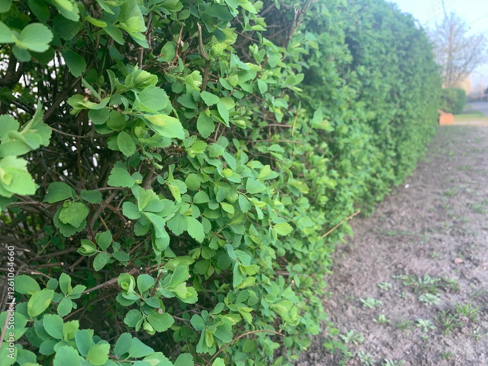 A dense row of vibrant green leaves forms a hedge, contrasting with the bare soil nearby. The sunlight casts a gentle glow, highlighting the freshness of the foliage A dense row of vibrant green leaves forms a hedge, contrasting with the bare soil nearby. The sunlight casts a gentle glow, highlighting the freshness of the foliage