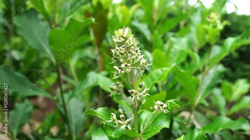 Dense clusters of Rotheca serrata flower buds with greenish-purple color on tall stalks surrounded by lush green leaves captured in a closeup video photo