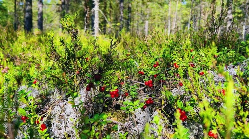 The red lingonberry berry grows in the forest on a bush. Wild wild berry. Nature in autumn. Ripe lingonberry in a quiet sunny forest. Lingonberry berries on cinematic bushes among moss in the forest. 
