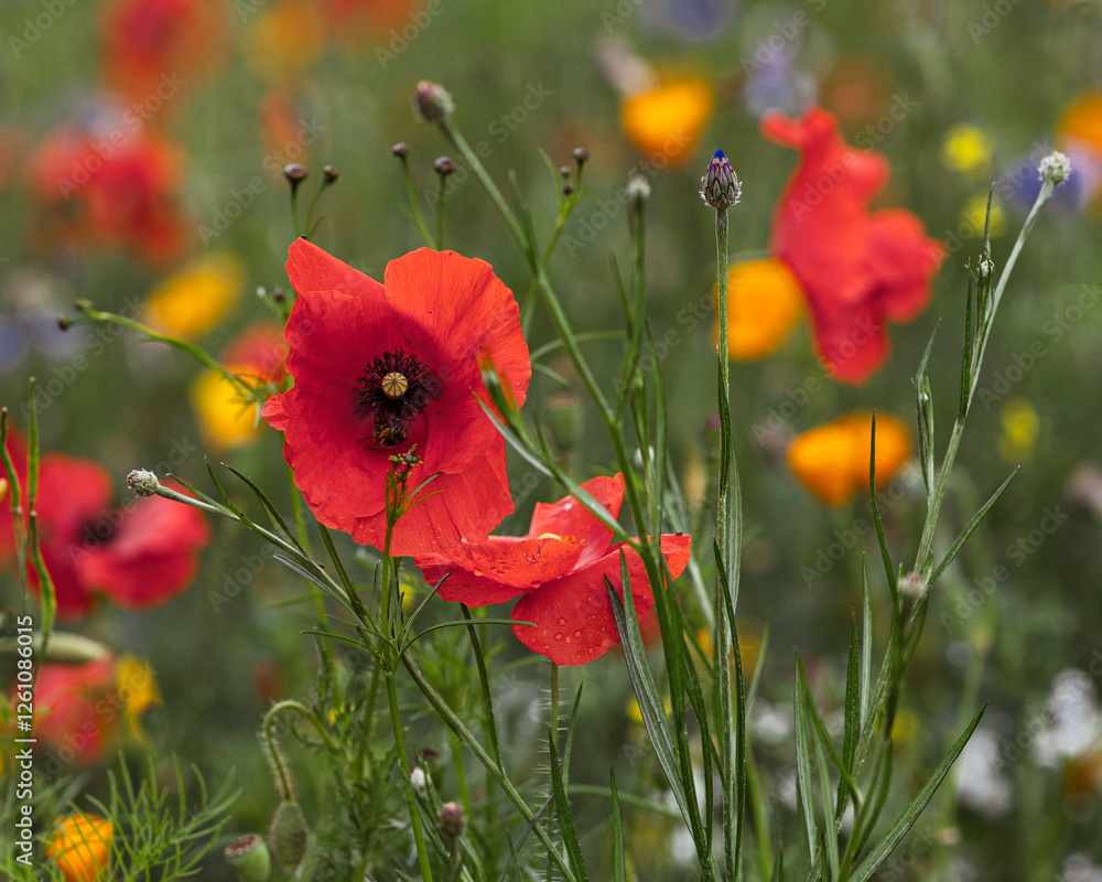 Obraz premium Red poppies on a green meadow