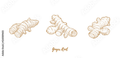 Vector ginger root and ginger powder line art illustration, graphic line ginger. Ginger powder in the bowl. Ginger piece for tea. Engraving. Ingredient. Great for any designs, textile, art, walls, pac