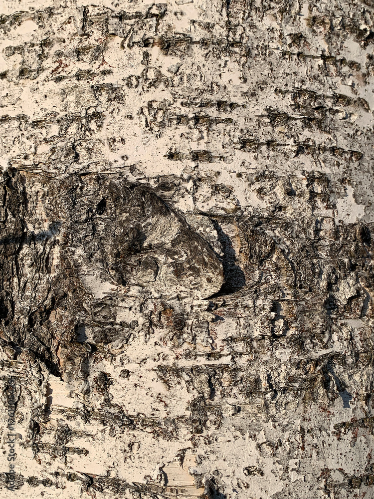 Obraz premium Birch tree bark with cracked, peeling texture and natural black-and-white patterns