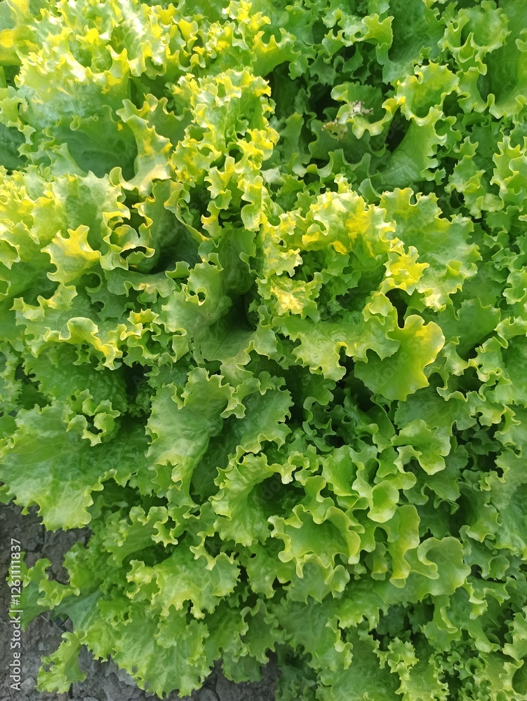 Lettuce leaves green in the field best for salad Lettuce leaves green in the field best for salad