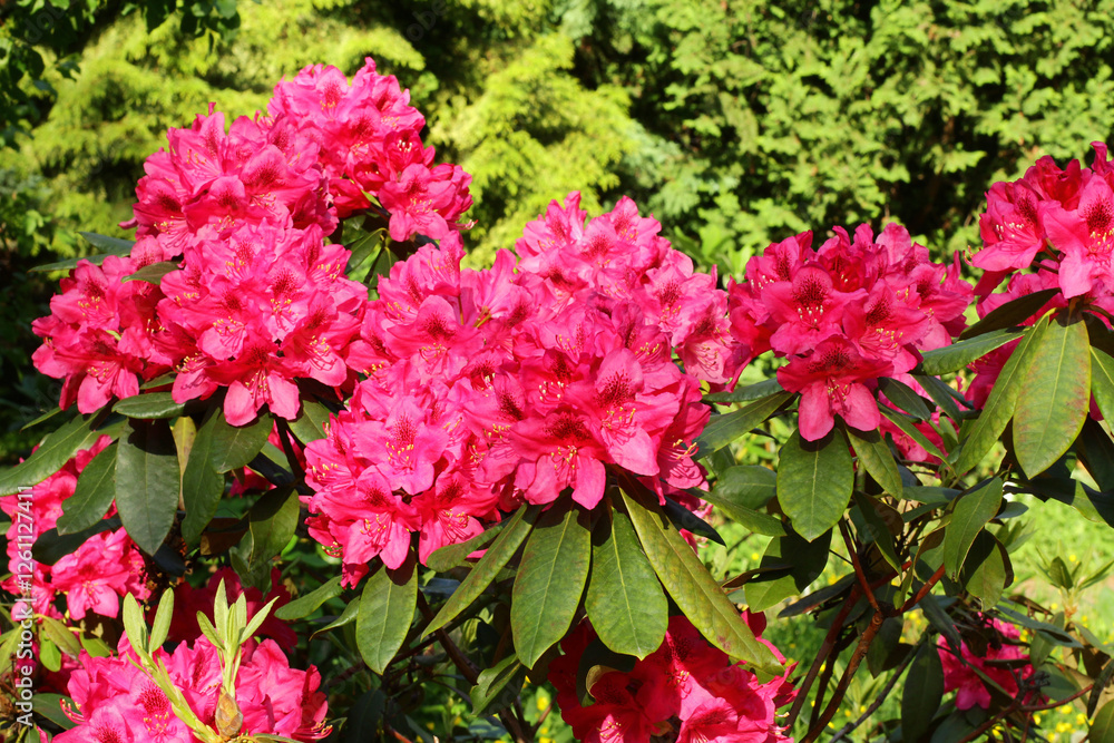 Rhododendron blossom in a park or botanical garden. Shrubs blooming with purple flowers, close-up. Natural background. Rhododendron blossom in a park or botanical garden. Shrubs blooming with purple flowers, close-up. Natural background.