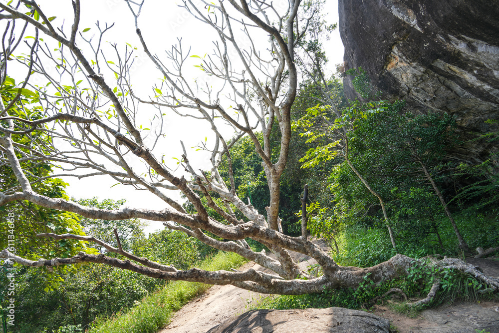 Fototapeta premium Pidurangala Royal Cave Temple under Pidurangala Rajamaha Viharaya, Sigiriya, Sri Lanka, Asia 