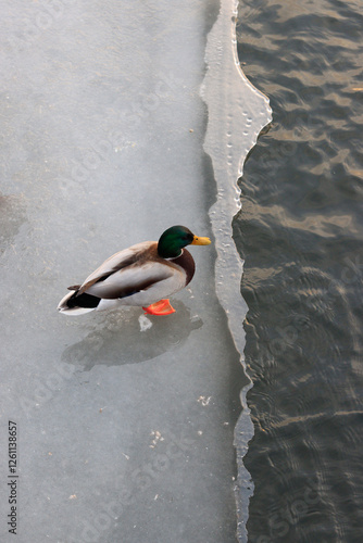 Mallard duck on the edge of an ice floe near the water