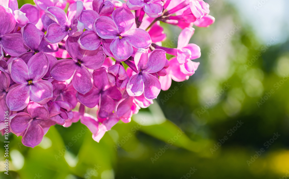 Lilac pink flowers, spring floral background. Selective focus at the central lilac flowers, spring flower landscape with blooming lilac flowers in sunny spring garden Lilac pink flowers, spring floral background. Selective focus at the central lilac flowers, spring flower landscape with blooming lilac flowers in sunny spring garden