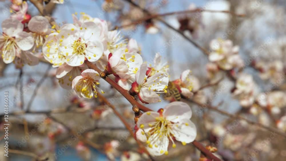 blossom trees spring garden. pink flower tree bee sky. Fruit sunlight space botanical wind life plant meditation sunbeam evolution. apricot dandelion asia serenity blue calm macro closeup viewing. blossom trees spring garden. pink flower tree bee sky. Fruit sunlight space botanical wind life plant meditation sunbeam evolution. apricot dandelion asia serenity blue calm macro closeup viewing.