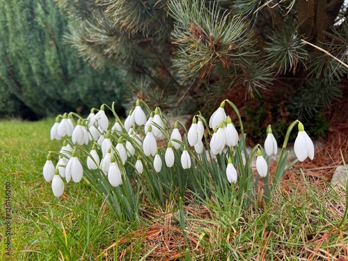 Delicate Snowdrops Blooming in Early Spring Beneath Evergreen Trees