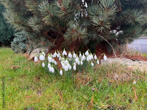 Snowdrops Blooming Beneath Pine Trees in Early Spring Garden