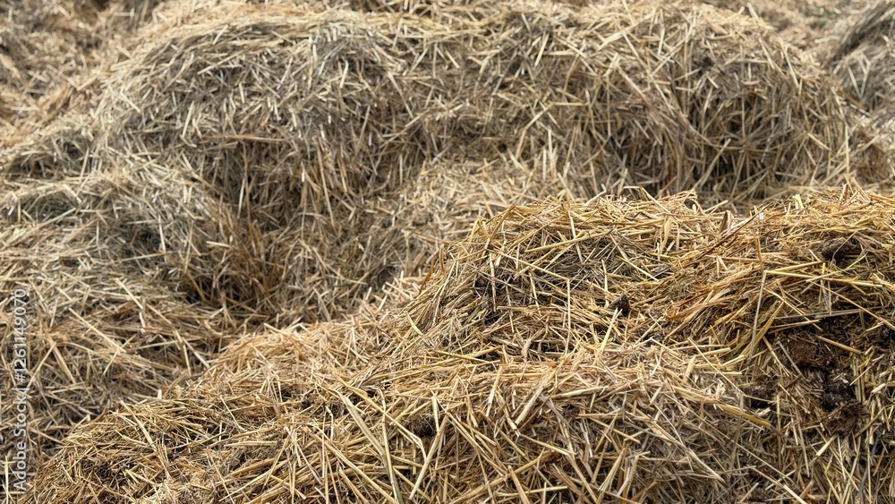 Mist dung heap of horse manure Mist dung heap of horse manure