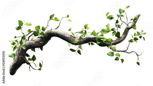 Fototapeta Naklejka Na Ścianę i Meble -  Lush green vines growing on a weathered tree branch with transparent background