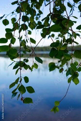 Birch branches over the lake.  photo